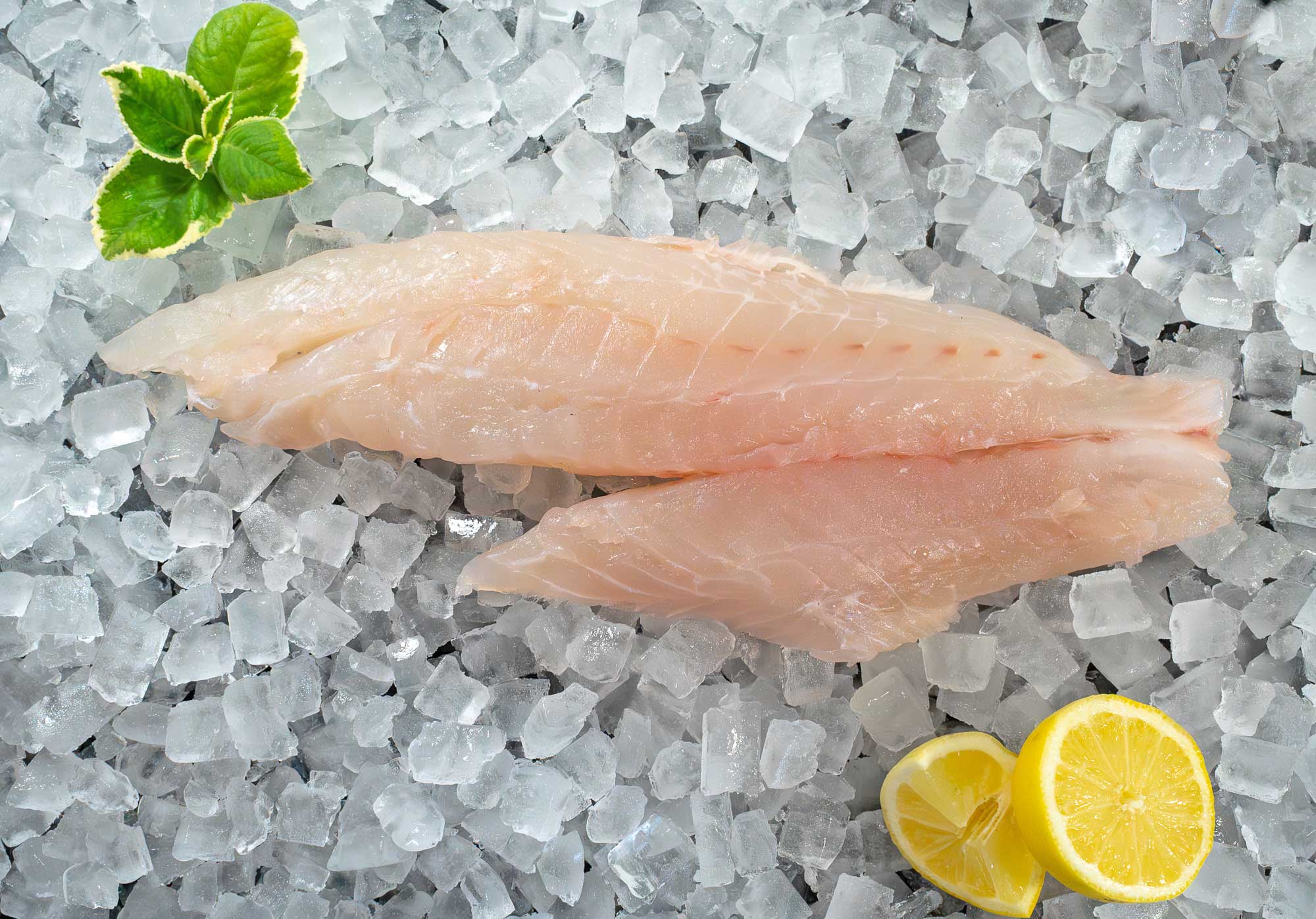 Scamp Grouper Fillet