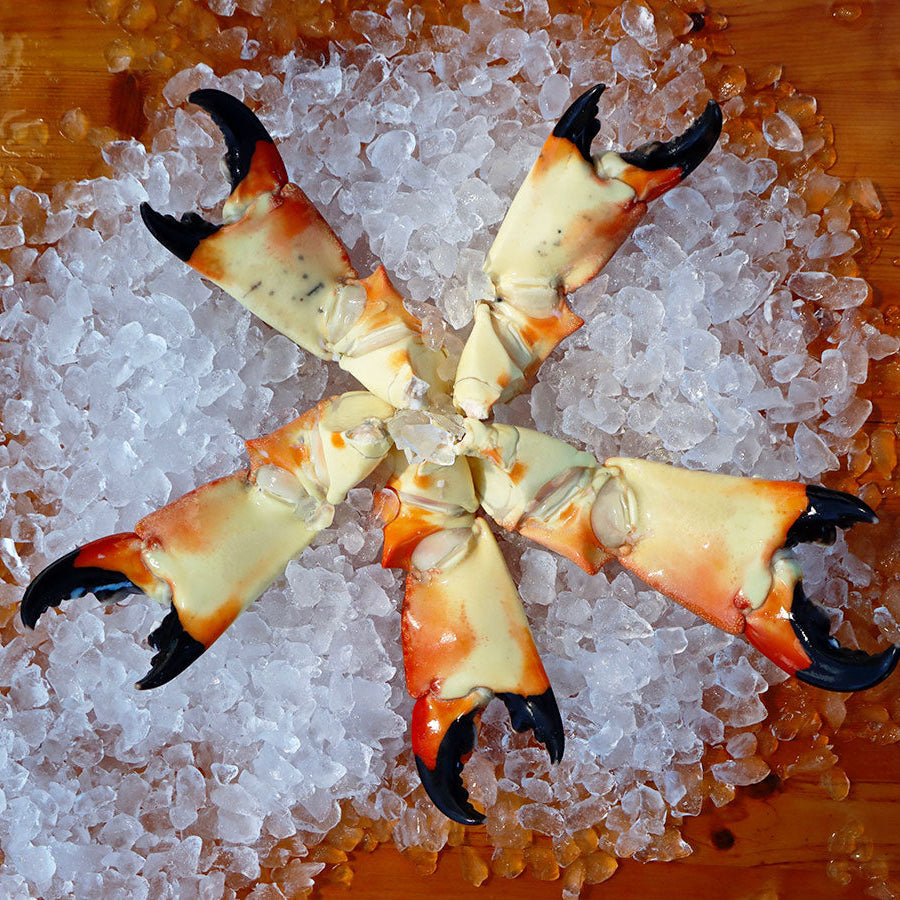Large Stone Crab Claws