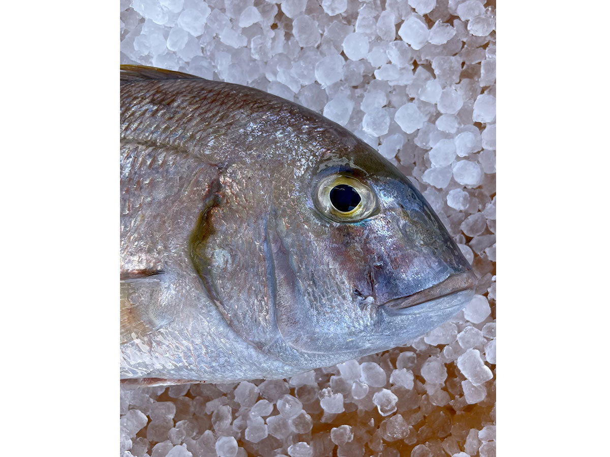 Rose Porgy Fillet (PER LB)