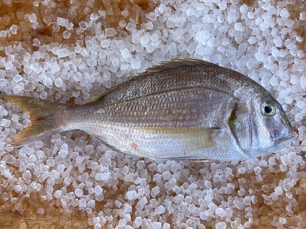 Rose Porgy Fillet (PER LB)