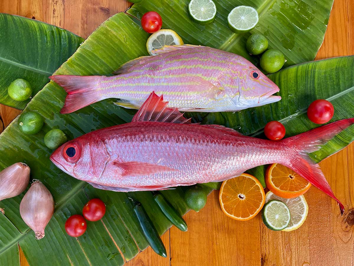 Lane Snapper Fillet (PER LB)