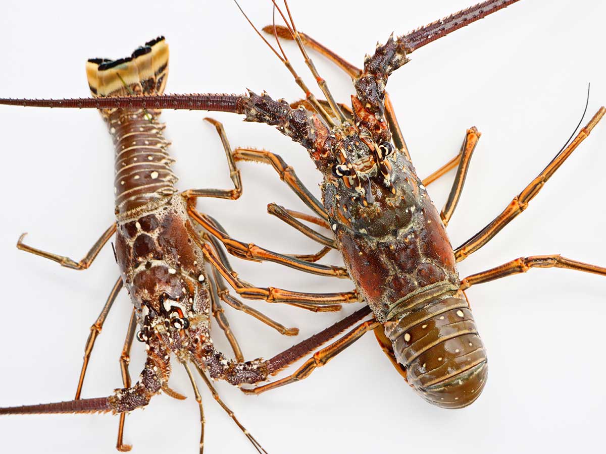 Learn about the spiny lobster
