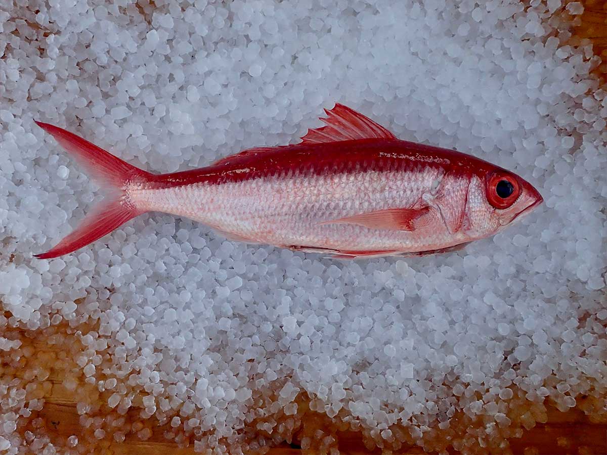 Queen Snapper Fillet (PER LB)