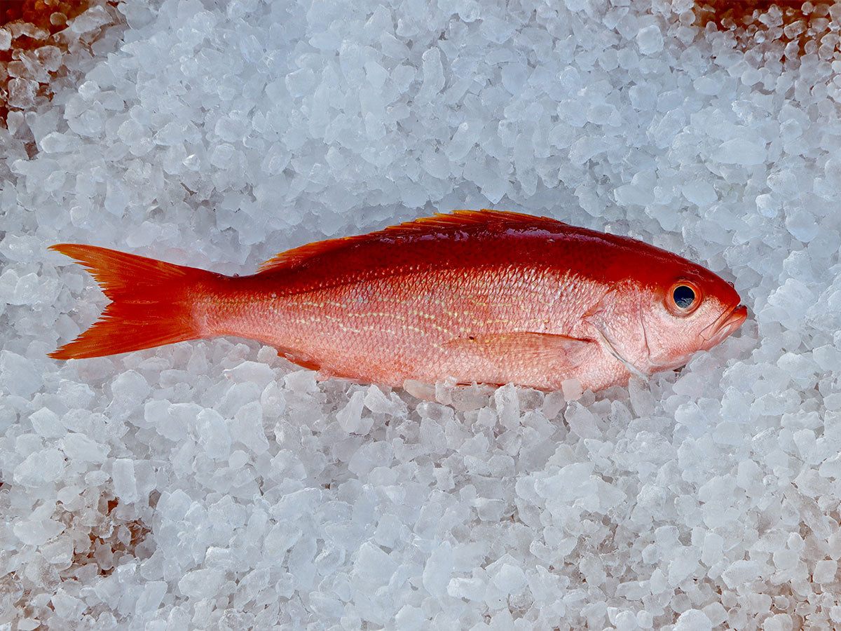 Vermillion Snapper Fillet (PER LB) – Keys Fresh Seafood