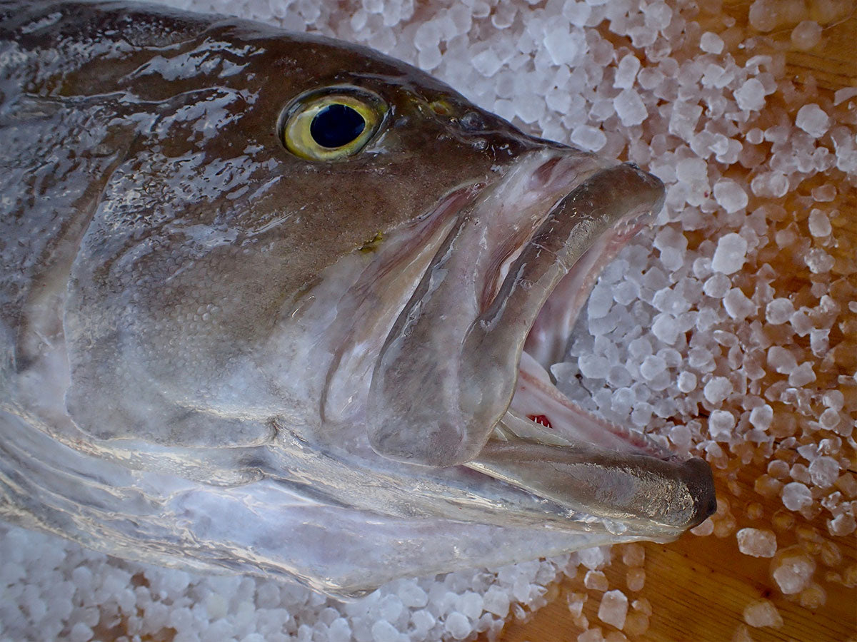 Yellowedge Grouper Fillet (PER LB)