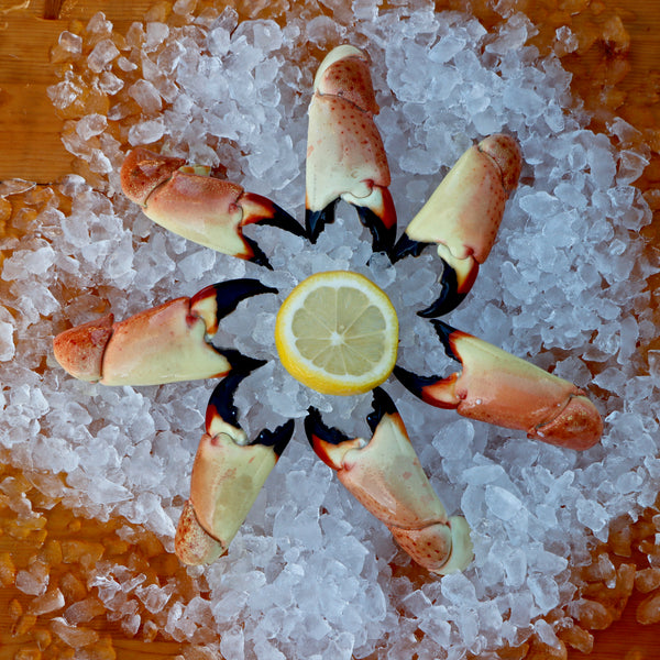 Keys Fresh Stone Crab Feast for 4 People - Jumbo Claws