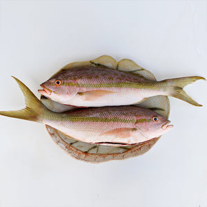 Shop Fish