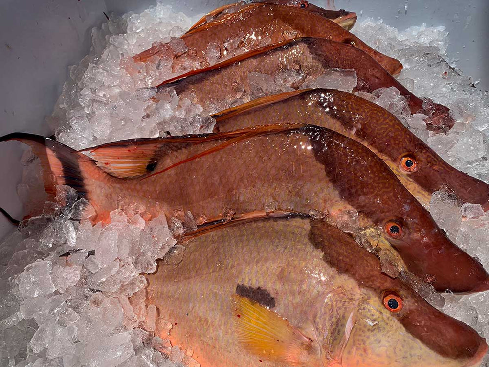 Hogfish Fillet (PER LB) Keys Fresh Seafood