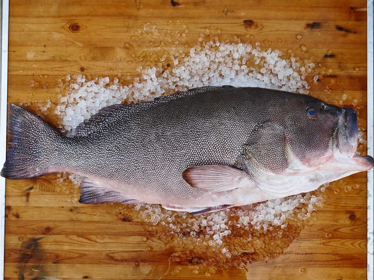 Kitty Mitchell Grouper Fillet (PER LB)