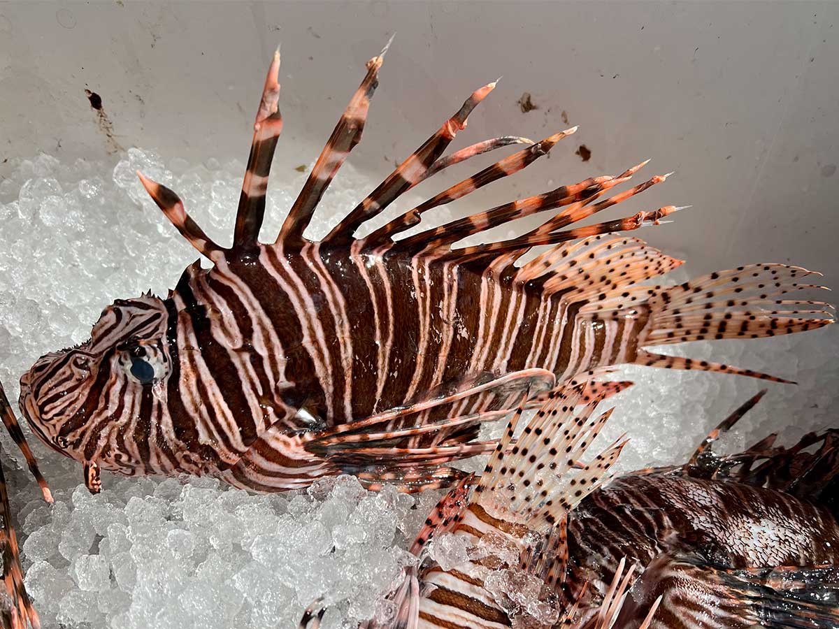 Lion Fish For Sale