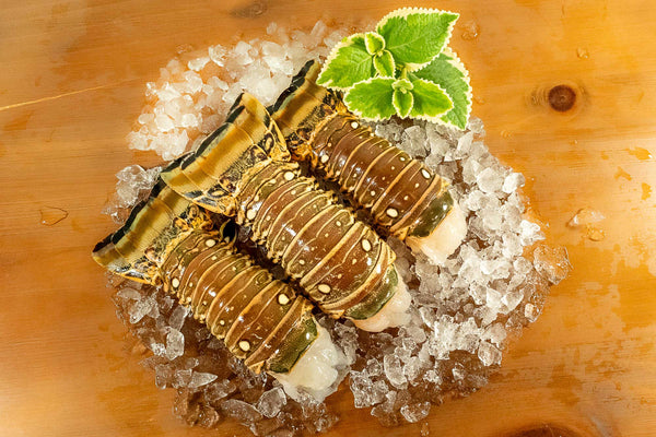 Florida Spiny Lobster Tails