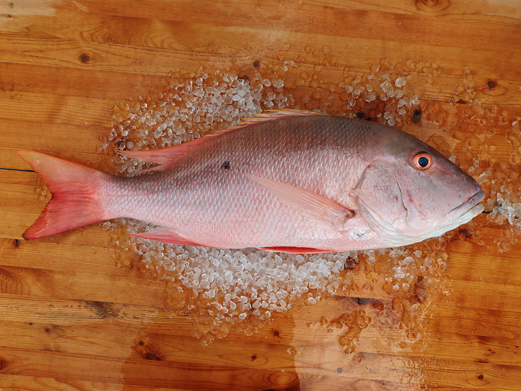 Mutton Snapper Fillet (PER LB) – Keys Fresh Seafood