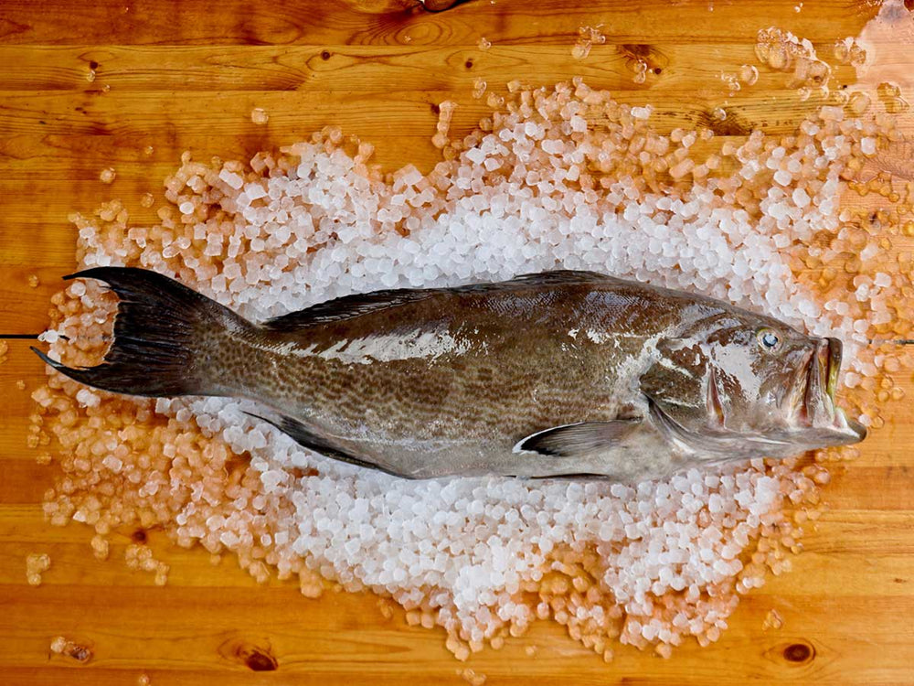 Scamp Grouper β Keys Fresh Seafood