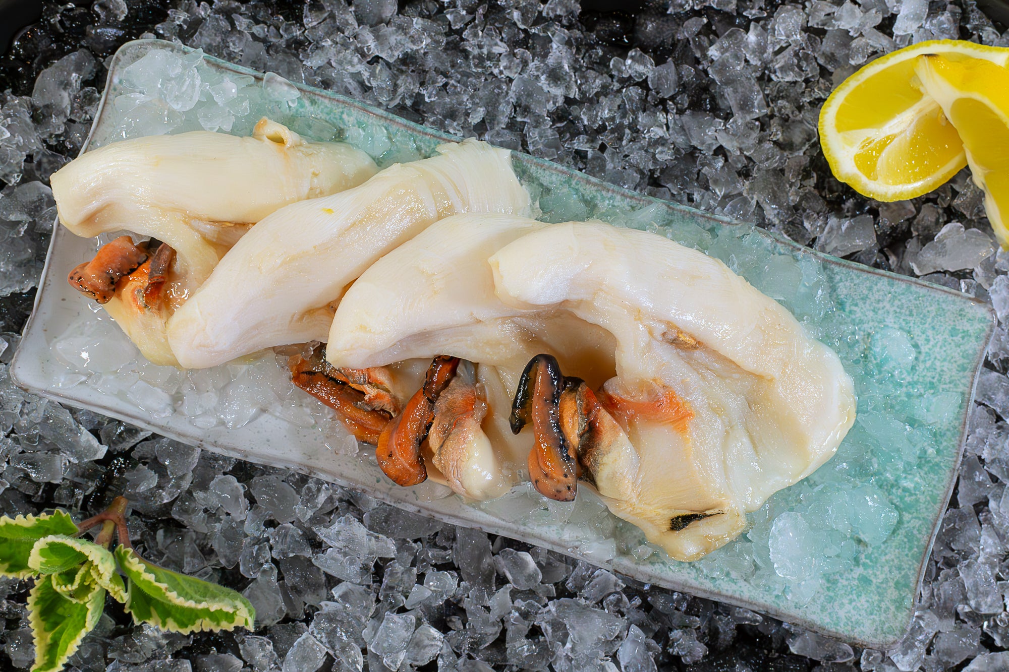 Conch Meat