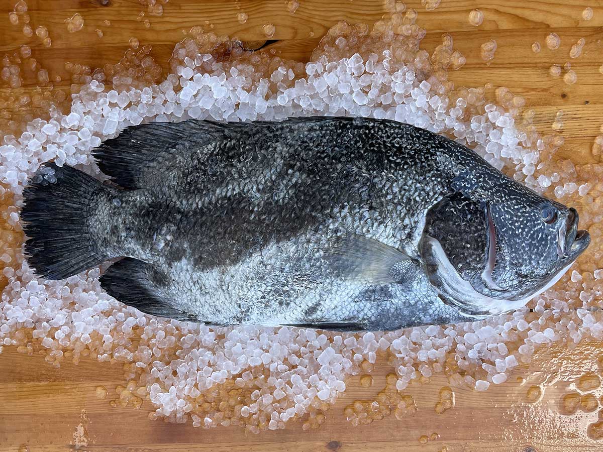 Tripletail Fillet (PER LB)