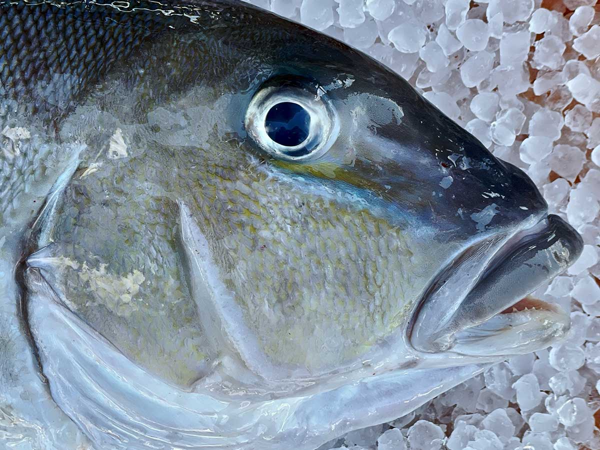 Grey Tilefish Fillet (PER LB) Keys Fresh Seafood
