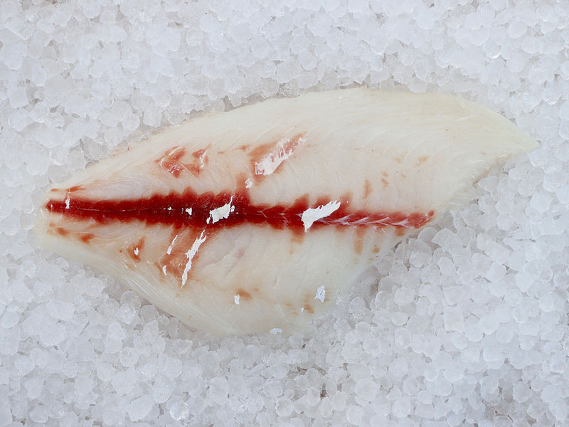 Jolthead Porgy Fillet PER LB Keys Fresh Seafood jolthead-porgy-fillet-per-lb-keys-fresh-seafood