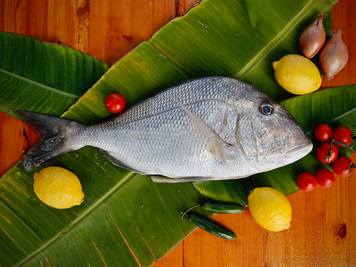 Jolthead Porgy Fillet (PER LB)