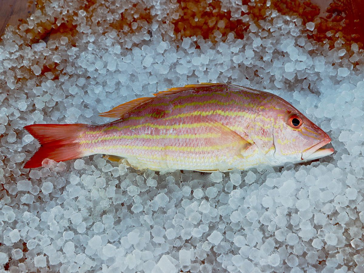 Lane Snapper Fillet (PER LB) – Keys Fresh Seafood