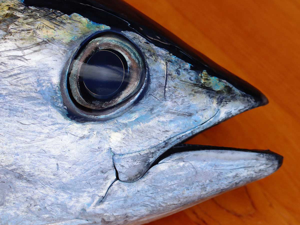 Blackfin Tuna Fillet (PER LB)