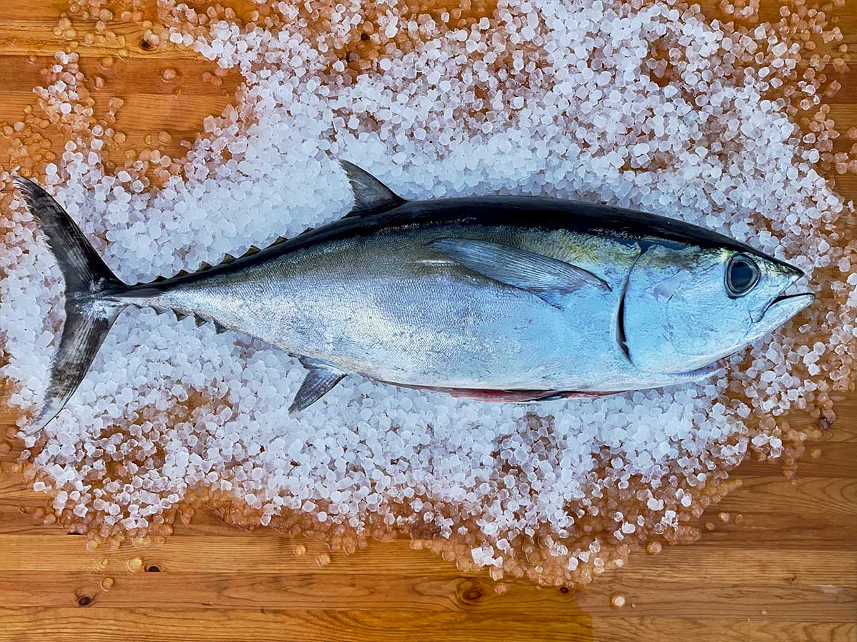 Blackfin Tuna Fillet (PER LB)