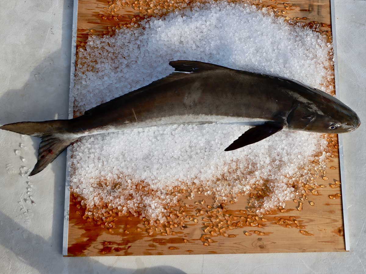 Cobia Fillet (PER LB)