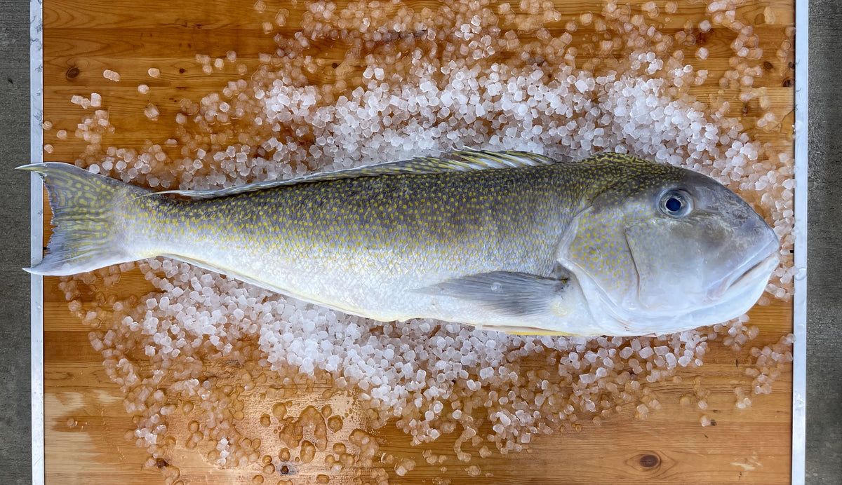 Golden Fish Filet Golden Tilefish Fillet (PER LB)