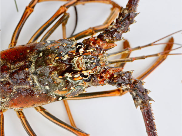 Fresh Key West Lobster For Sale