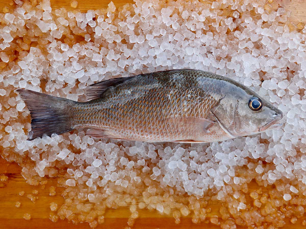 Wolf Snapper Mangrove Snapper
