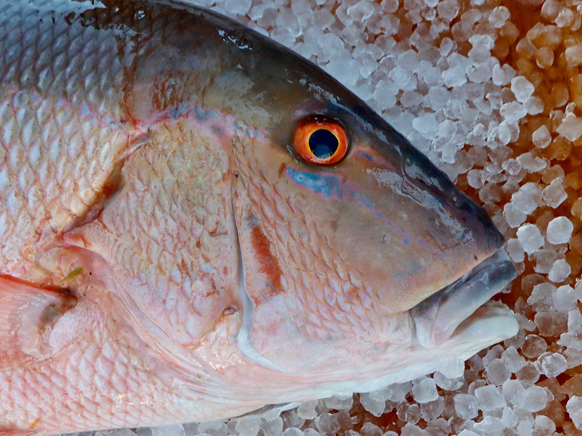 Mutton Snapper Fillet (PER LB) – Keys Fresh Seafood