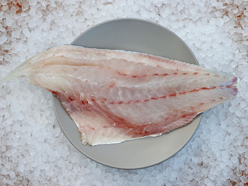 Red Grouper Fillet PER LB Keys Fresh Seafood red-grouper-fillet-per-lb-keys-fresh-seafood