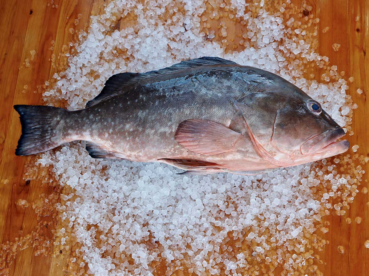 Red Grouper Fillet (PER LB)