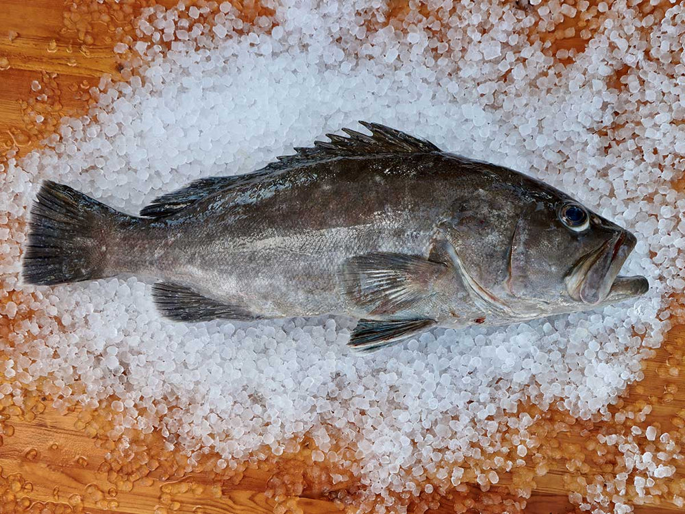 Snowy Grouper Fillet (PER LB)