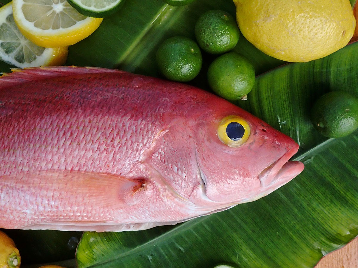 Yelloweye Snapper Fillet (PER LB)